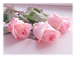 Три прекрасные розовые розы