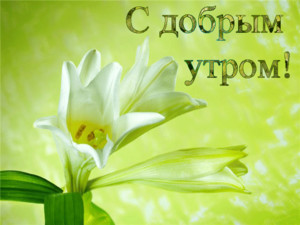  С добрым утром! Белые цветы на <b>зеленом</b> фоне 