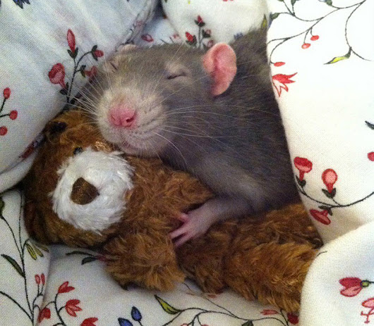 Картинка. Доброе утро! Мышка спит в обнимку с мишкой