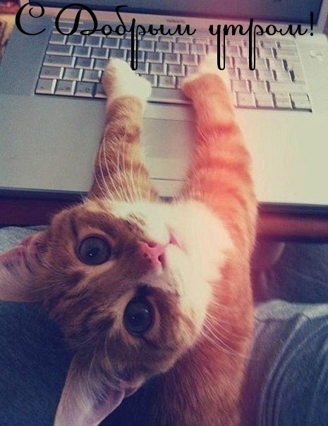 С добрым утром! Рыжий котенок работает с клавиатурой