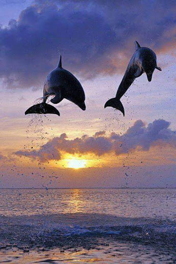 Добрый вечер! Дельфины прыгают на закате