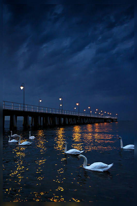 Добрый вечер!  Лебеди у вечернего моста