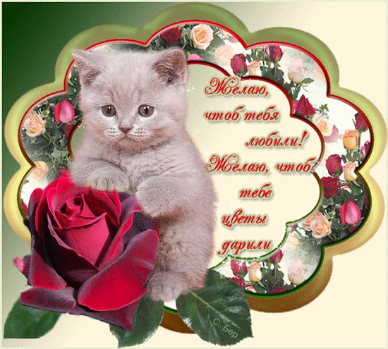 Желаю чтоб тебя любили, цветы дарили! Кот с розой