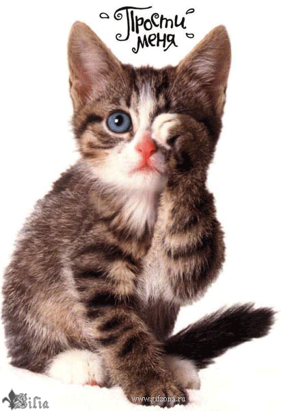 Прости меня! Полосатый котенок с голубыми глазами