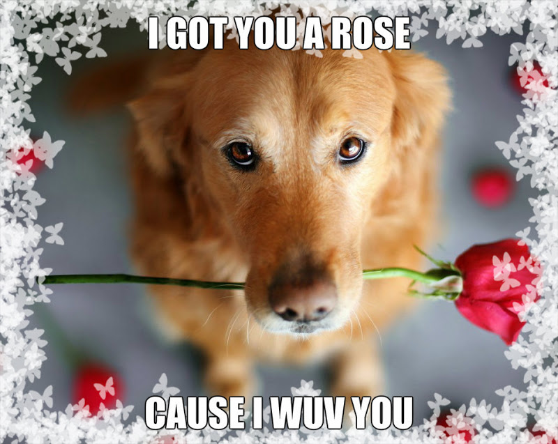 Собака с розой в качестве извинения