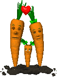 Морковная семья