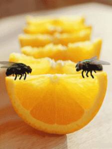 Две мухи качаются на дольке апельсина
