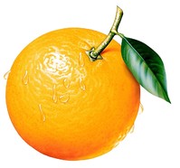  <b>Апельсин</b> 