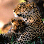 Леопардиха и ее малыш