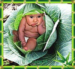 Маленький ребенок в кочане капусты
