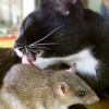  <b>Кошка</b> и мышка 