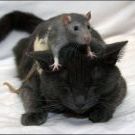  <b>Киска</b> терпит мышку 