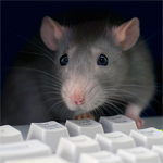 Серая крыска на компьютерной клавиатуре