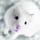 Белый мышонок