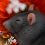 Серая крыска спит на цветочках