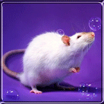  Белая мышь и <b>мыльные</b> пузыри 