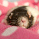  <b>Мышонок</b> спит на розовом одеяльце с белыми кружочками 