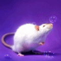  Крыска играет с <b>мыльным</b> пузырём 