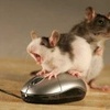 Три мышки!