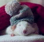 Крыса в шапке спит