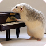 Крыса играет на пианино