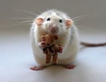 Мышка с мишкой