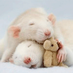 Два мышонка спят с плюшевым мишкой, автор moonlightlady