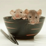Два мышонка в миске, автор moonlightlady