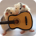 Крыски с гитарой