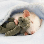 Мышонок под одеяльцем спит плюшевым мишкой, автор moonlig...
