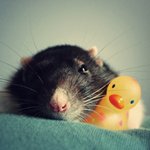Крыса спит возле игрушечной уточки