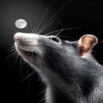 Серая крыса на фоне ночного неба и луны