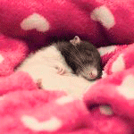 Мышка спит в розовом одеяле с сердечками, moonlightlady