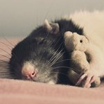 Крыса спит в обнимку с игрушкой