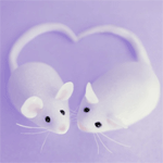 Две мышки соединили хвосты в форме сердца