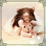 Чёрно-белая крыска лежит в обнимку с игрушечным зайчиком