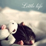 Крыса спит в обнимку с игрушкой (little life)