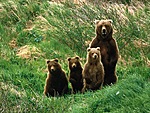  <b>Медвежье</b> семейство 