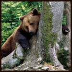 Медведь отдыхает на выпирающих корнях дерева