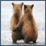 Два медведя в обнимку стоят на берегу озера