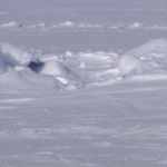Пробегающие детеныши полярного медведя