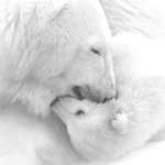Влюбленные белые медведи