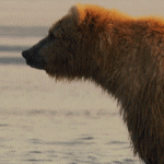 Бурый медведь смотрит в даль, стоя на фоне ручья