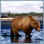 Медведь бродит по мелководью, высматривая рыбу