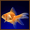  Золотая рыбка на <b>темно</b>-синем фоне 