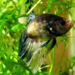 <b>Аквариумная</b> рыбка среди зеленых водорослей 