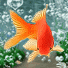 Золотая рыбка в аквариуме на фоне пузырьков воздуха