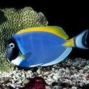  Рыба сине-<b>желто</b>-черная 
