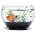  Золотая рыбка в аквариуме 