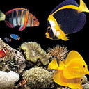  Рыбки плавают в темном <b>аквариуме</b> 